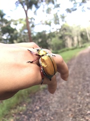 Anoplognathus viridiaeneus