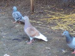 Columba livia domestica