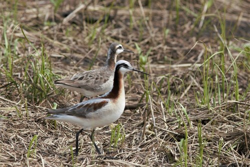 Falaropo tricolor (Phalaropus tricolor)