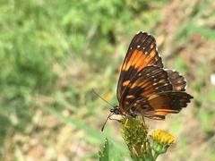 Chlosyne lacinia saundersi