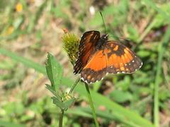 Chlosyne lacinia saundersi