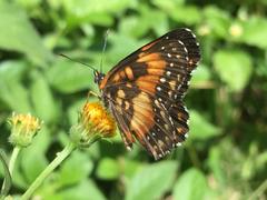Chlosyne lacinia saundersi