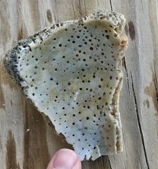 Sinistrofulgur sinistrum