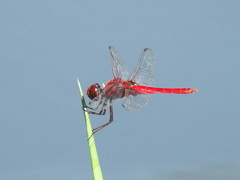 Urothemis aliena