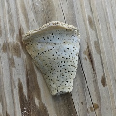 Sinistrofulgur sinistrum