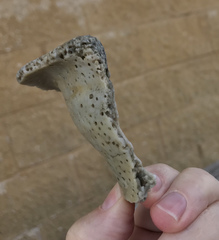 Sinistrofulgur sinistrum