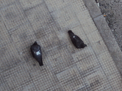 Columba livia domestica