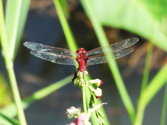 Urothemis aliena