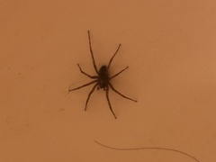 Tegenaria domestica
