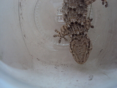 Tarentola mauritanica