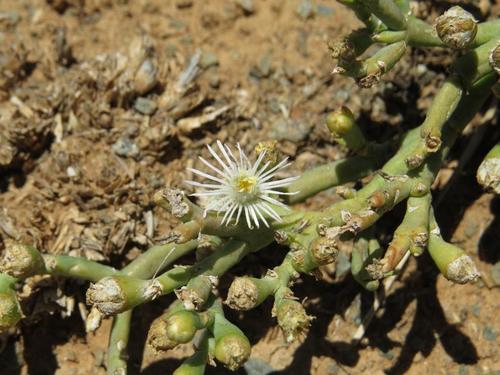 Mesembryanthemum granulicaule 2