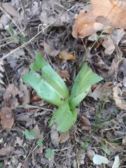 Himantoglossum hircinum