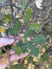 Quercus × munzii