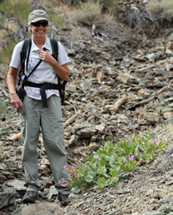 Mirabilis multiflora glandulosa