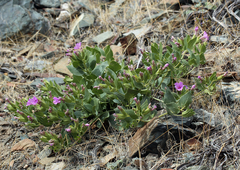 Mirabilis multiflora glandulosa