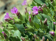Mirabilis multiflora glandulosa
