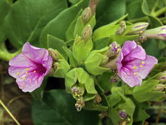 Mirabilis multiflora glandulosa