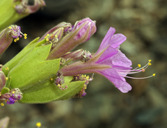 Mirabilis multiflora glandulosa