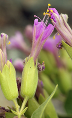 Mirabilis multiflora glandulosa