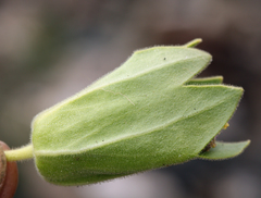 Mirabilis multiflora glandulosa