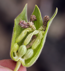 Mirabilis multiflora glandulosa