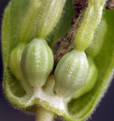 Mirabilis multiflora glandulosa