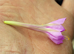 Mirabilis multiflora glandulosa