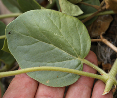Mirabilis multiflora glandulosa