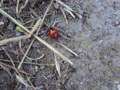 Coccinella septempunctata