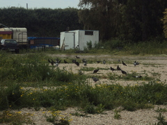 Columba livia domestica