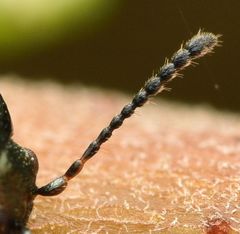 Phratora vulgatissima