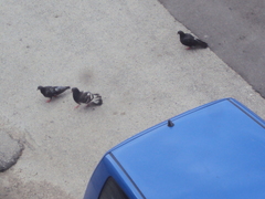 Columba livia domestica