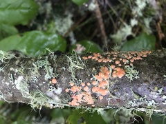 Aleurodiscus grantii