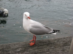 Chroicocephalus novaehollandiae