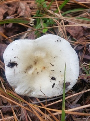 Russula perlactea