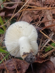 Russula perlactea