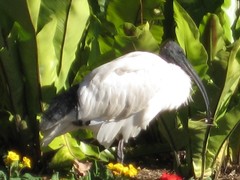 Threskiornis molucca