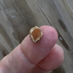 Amphibalanus reticulatus