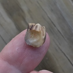 Amphibalanus reticulatus