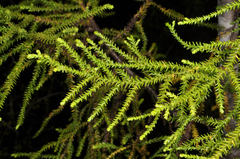 Lepidothamnus intermedius