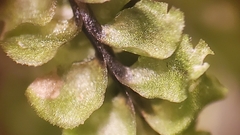 Scapania undulata