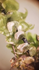Scapania undulata