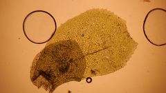 Scapania undulata