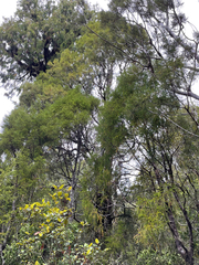 Lepidothamnus intermedius