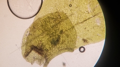 Scapania undulata