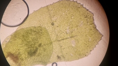 Scapania undulata