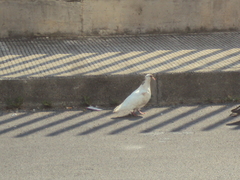 Columba livia domestica