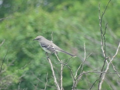 Mimus gilvus gracilis