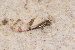 Cochylidia implicitana