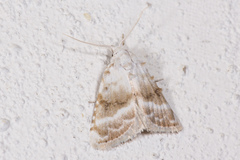 Meganola albula